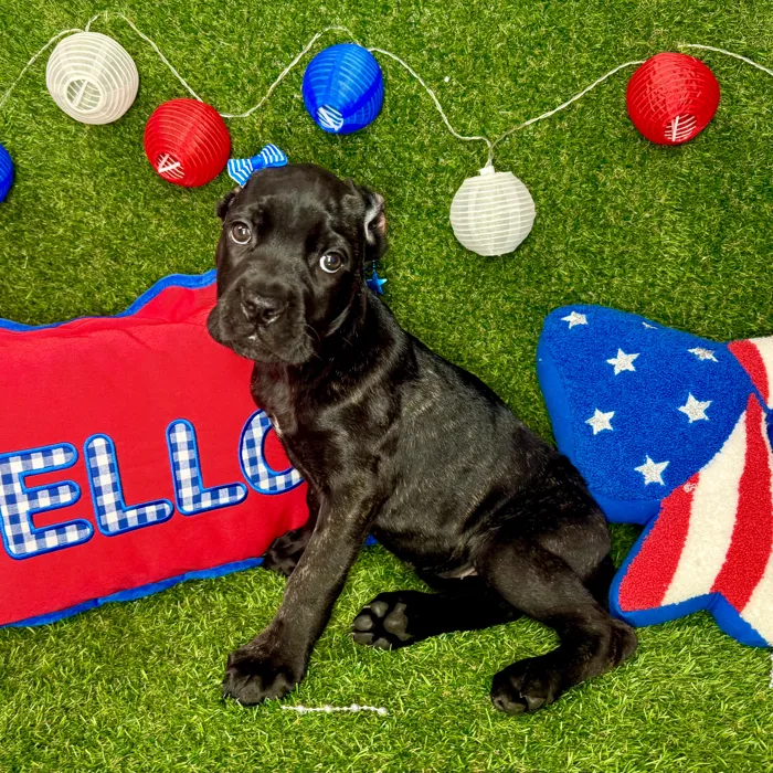 Female Cane Corso puppy named Penny for sale at Puppy Dreams - Arlington.