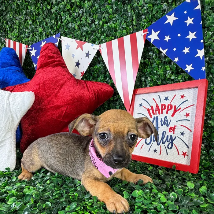 Female Chiweenie puppy named Chloe for sale at Puppy Dreams - North Richland Hills.
