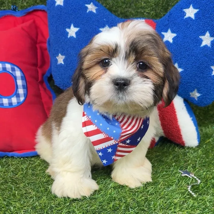 Male Shorkie puppy named Smooches for sale at Puppy Dreams - Arlington.
