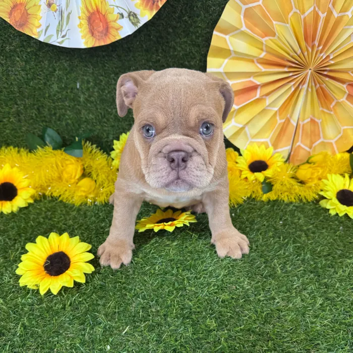 Female English Bulldog puppy named Pumpkin for sale at Puppy Dreams - Arlington.