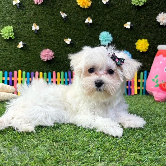 Female Maltese puppy named Bella for sale at Puppy Dreams - Carrollton.