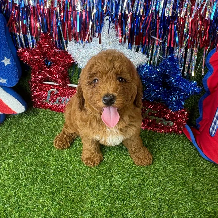 Male Mini Goldendoodle puppy named Carrot for sale at Puppy Dreams - Arlington.