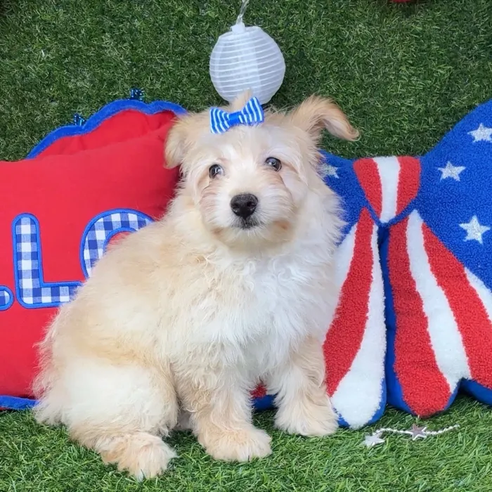 Female Pom-A-Poo puppy named Sushi for sale at Puppy Dreams - Arlington.