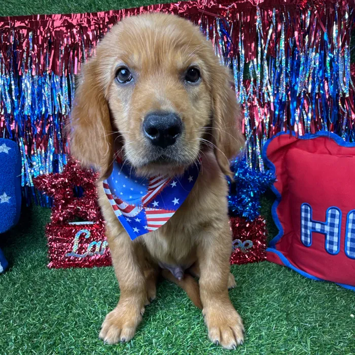 Male Golden Retriever puppy named Wooly for sale at Puppy Dreams - Arlington.