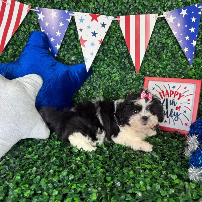 Female Shih Tzu puppy named Bella for sale at Puppy Dreams - North Richland Hills.