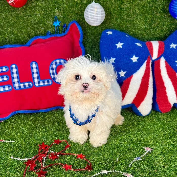 Male Pekingese - Mini Poodle puppy named Mochi for sale at Puppy Dreams - Arlington.