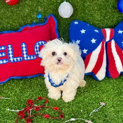 Male Pekingese - Mini Poodle puppy named Mochi for sale at Puppy Dreams - Arlington.