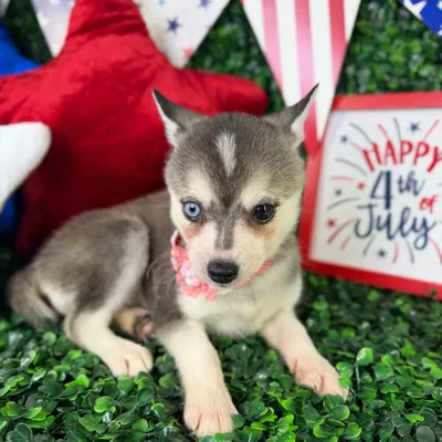 Female Alaskan Klee Kai puppy named Honey for sale at Puppy Dreams - North Richland Hills.