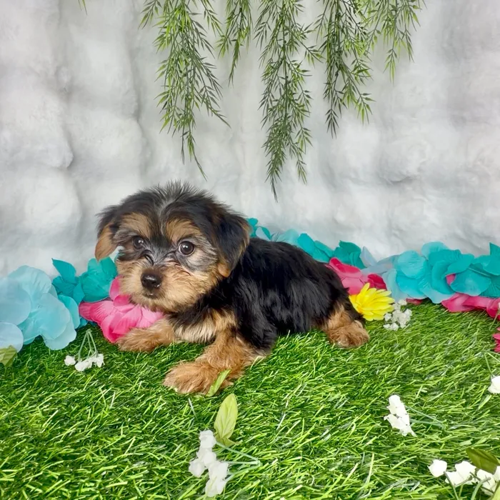 Male Yorkie puppy named Miller for sale at Puppy Dreams - Denton.