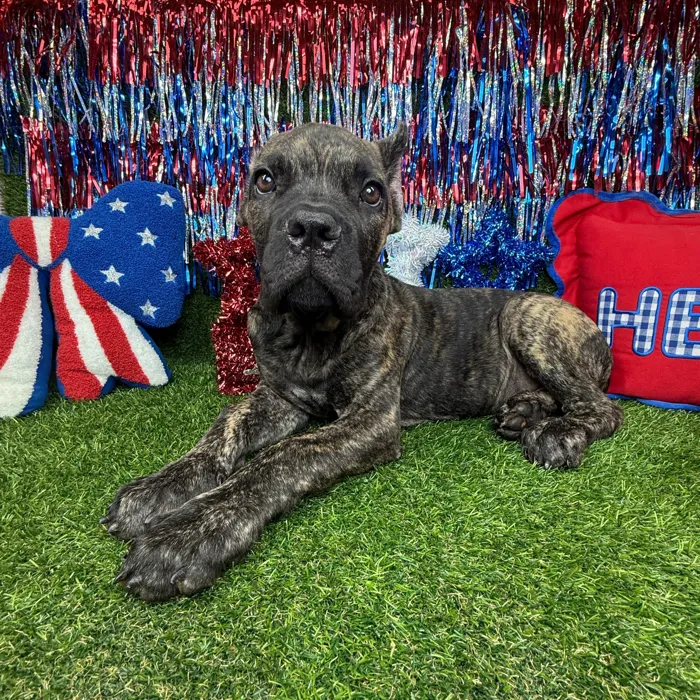 Female Cane Corso puppy named Zyla for sale at Puppy Dreams - Arlington.