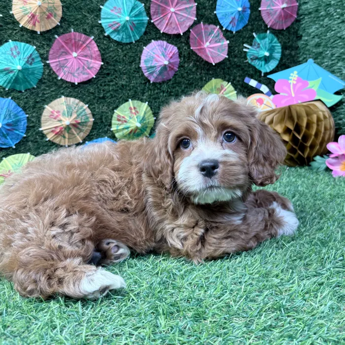 Male Cockapoo puppy named Benny for sale at Puppy Dreams - Carrollton.