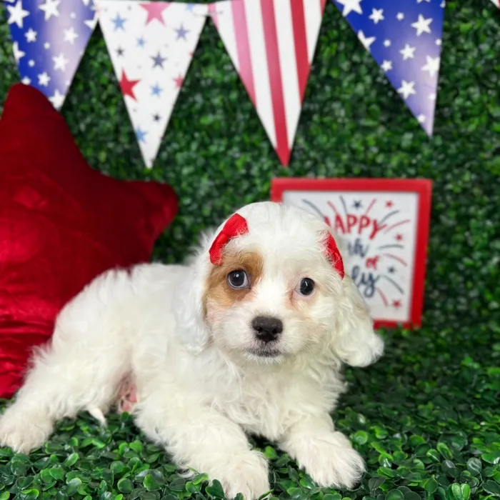 Female Cavapoo puppy named Snow for sale at Puppy Dreams - North Richland Hills.