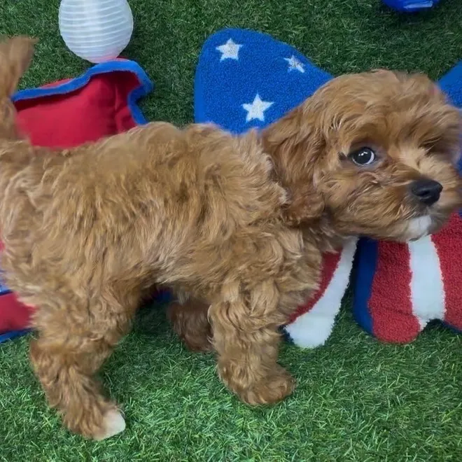 Male Cavapoo puppy named Nugget for sale at Puppy Dreams - Arlington.