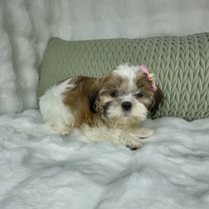 Female Shih Tzu puppy named Gordita Crunch for sale at Puppy Dreams - Denton.