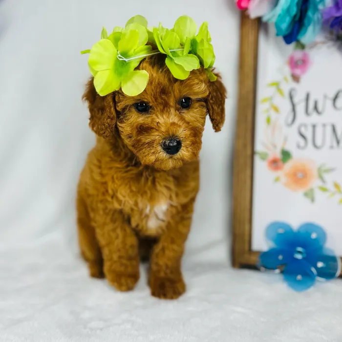 Male Mini Goldendoodle puppy named *Hephaestus* for sale at Puppy Dreams - Mansfield.