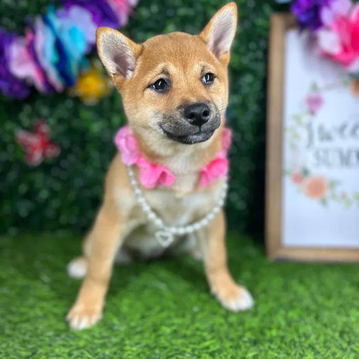 Female Shiba Inu puppy named *Odessa* for sale at Puppy Dreams - Mansfield.