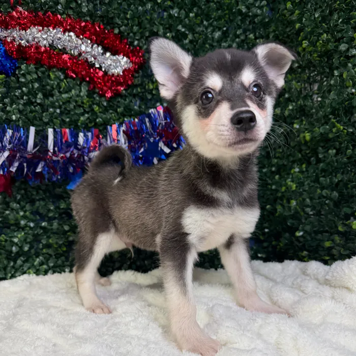Male Alaskan Klee Kai puppy named Thor for sale at Puppy Dreams - Garland.