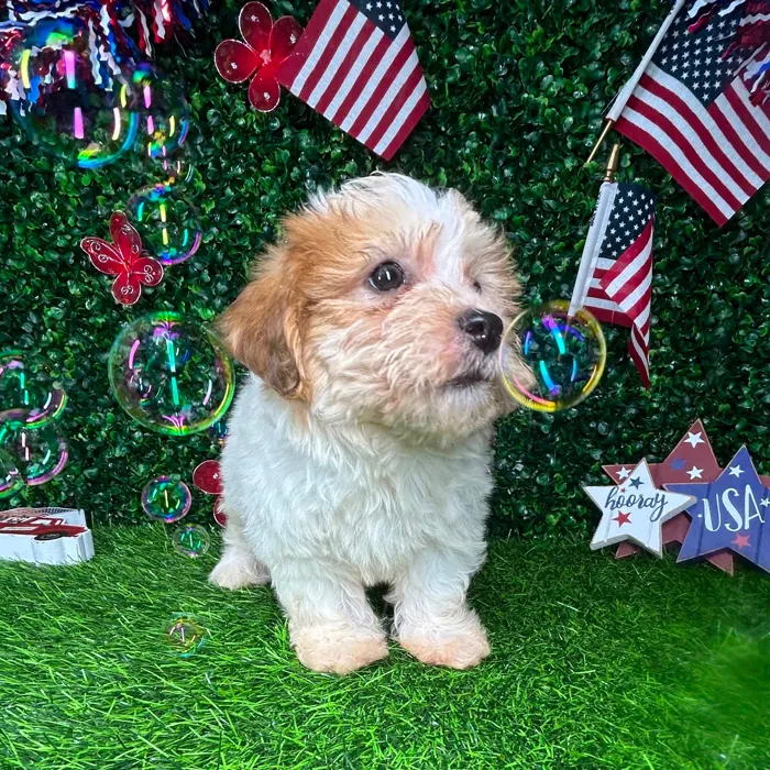 Male Havapoo puppy named *Oatmeal* for sale at Puppy Dreams - Mansfield.