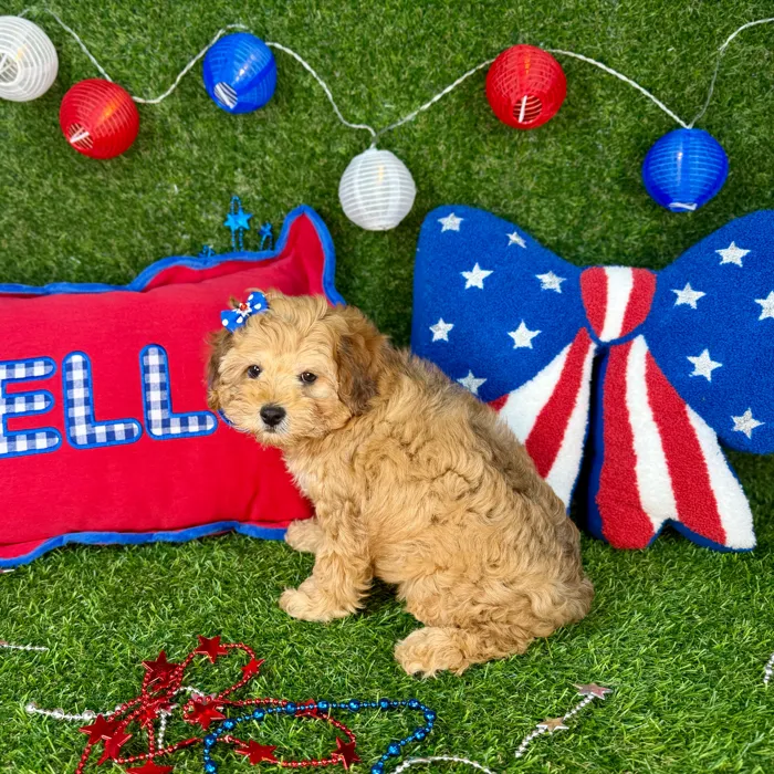 Female Cockapoo puppy named Daisy for sale at Puppy Dreams - Arlington.