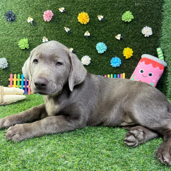 Female Labrador Retriever puppy named Daisy for sale at Puppy Dreams - Carrollton.