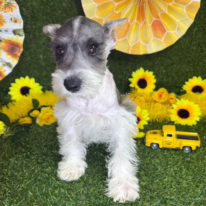 Male Mini Schnauzer puppy named Snickers for sale at Puppy Dreams - Arlington.