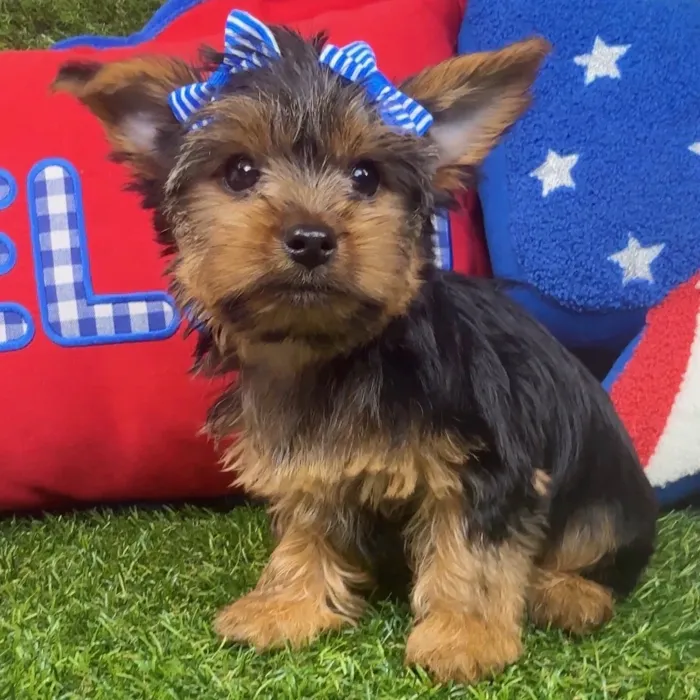 Female Yorkie puppy named Sweet Pea for sale at Puppy Dreams - Arlington.