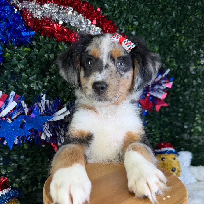 Female Mini Aussie puppy named Sophia for sale at Puppy Dreams - Garland.