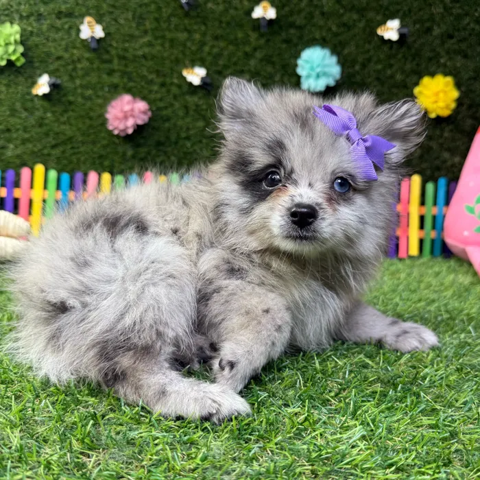Female Pomeranian puppy named Princess for sale at Puppy Dreams - Carrollton.