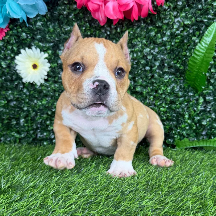 Male American Bully puppy named Haaland for sale at Puppy Dreams - Denton.