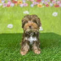 car_main_img_/media/ap_media/pets/JKYRLFNELHPP142798.webp.250x250_q85.webp