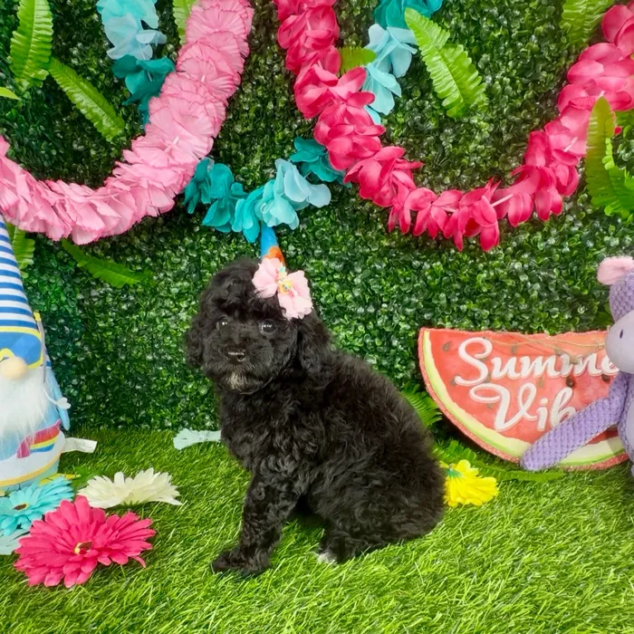 Female Poodle Toy puppy named Starfish for sale at Puppy Dreams - Denton.