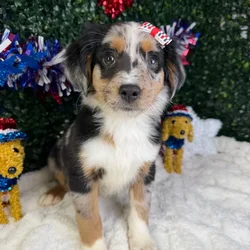 Female Mini Aussie puppy named Sophia for sale at Puppy Dreams - Garland.