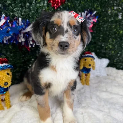 Female Mini Aussie puppy named Sophia for sale at Puppy Dreams - Garland.