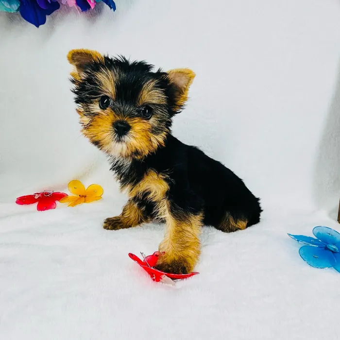Male Yorkie puppy named *Hades* for sale at Puppy Dreams - Mansfield.