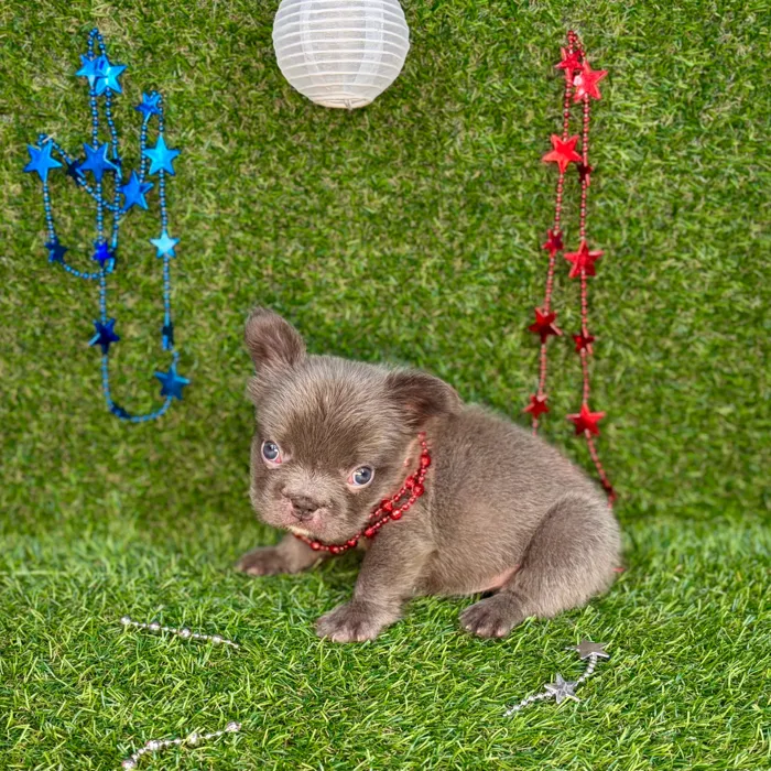 Male Fluffy French Bulldog puppy named Ace for sale at Puppy Dreams - Arlington.