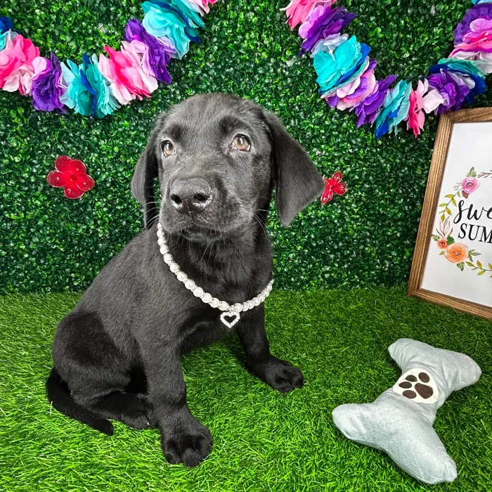 Female Labrador Retriever puppy named *Raven* for sale at Puppy Dreams - Mansfield.