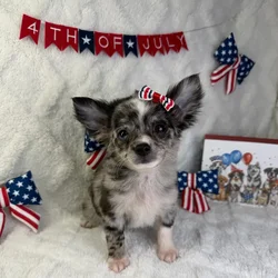 Female Chihuahua puppy named Princess for sale at Puppy Dreams - Garland.