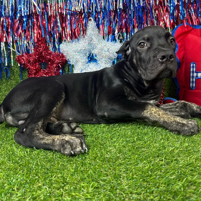Male Cane Corso puppy named Zeuz for sale at Puppy Dreams - Arlington.