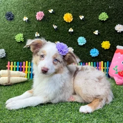 Female Mini Aussie puppy named Sydney for sale at Puppy Dreams - Carrollton.