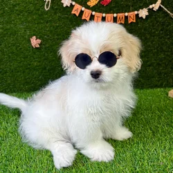 car_main_img_/media/ap_media/pets/JPVGQMDWOJIN146480.webp.250x250_q85.webp