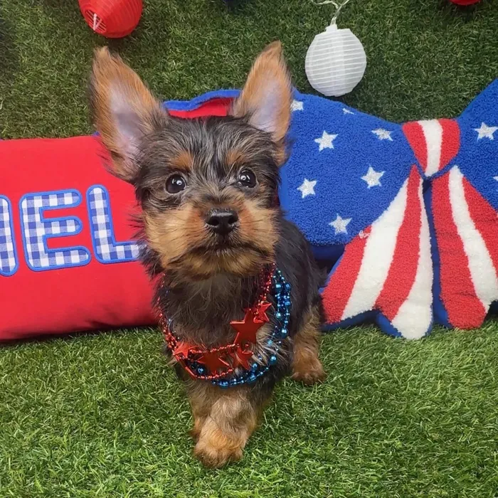Male Yorkie puppy named Slider for sale at Puppy Dreams - Arlington.