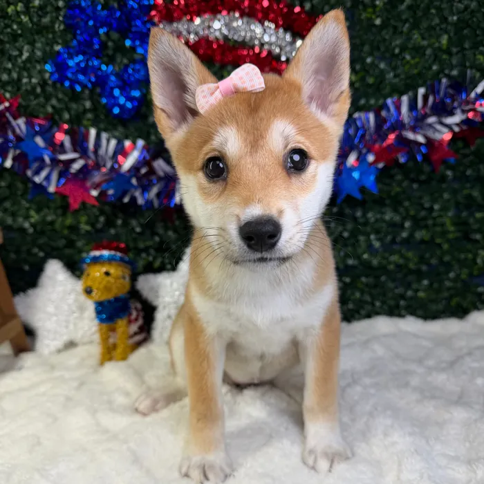 Female Shiba Inu puppy named Sasha for sale at Puppy Dreams - Garland.
