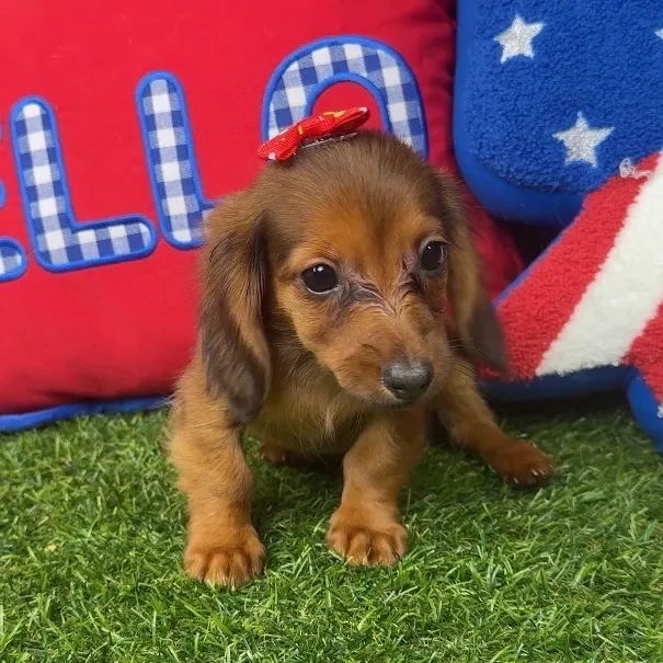 Female Dachshund puppy named Cannoli for sale at Puppy Dreams - Arlington.