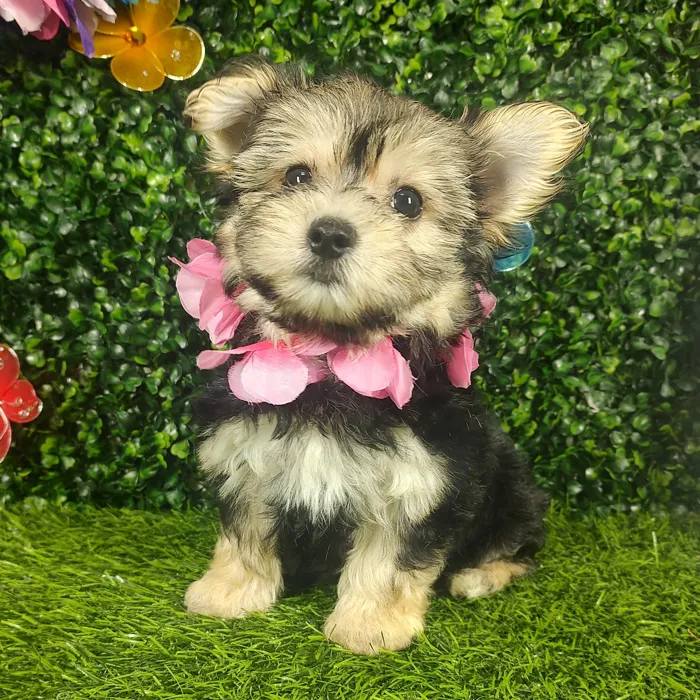 Female Morkie puppy named *Aubrey* for sale at Puppy Dreams - Mansfield.
