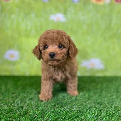car_main_img_/media/ap_media/pets/JSDFKYLRNTPX146169.webp.250x250_q85.webp