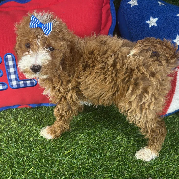 Female Mini Goldendoodle puppy named Indy for sale at Puppy Dreams - Arlington.
