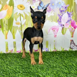 car_main_img_/media/ap_media/pets/JYDCQZCTHAAX137750.webp.250x250_q85.webp