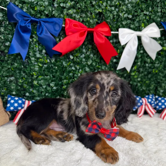 Male Dachshund puppy named Cowboy for sale at Puppy Dreams - Garland.