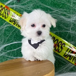 car_main_img_/media/ap_media/pets/JYVVFHHYRMGU151867.webp.250x250_q85.webp