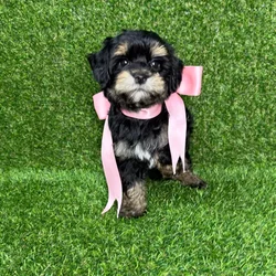 car_main_img_/media/ap_media/pets/JZAEWEYDLBXZ121487.webp.250x250_q85.webp